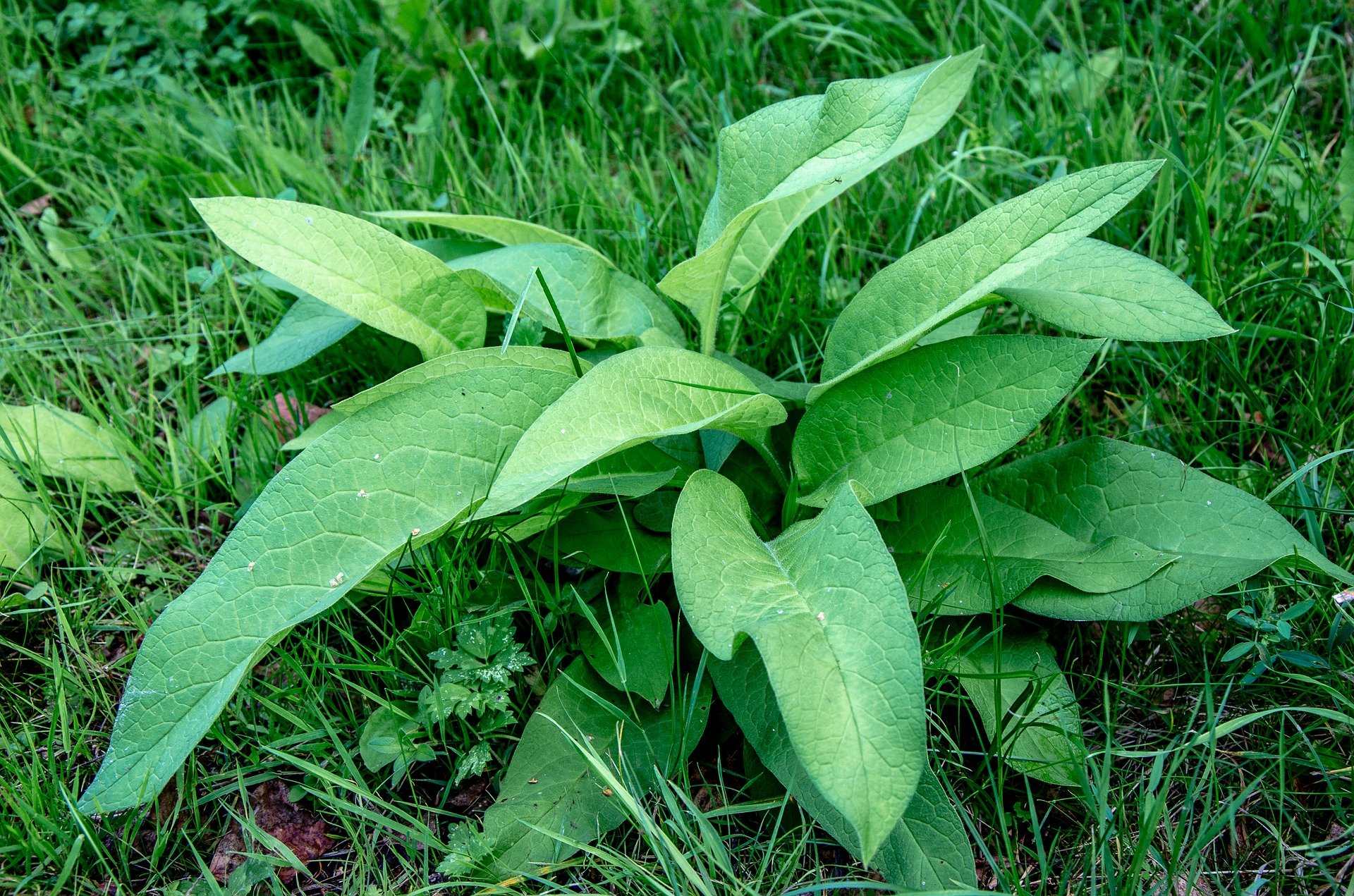 Plantain. Подорожник оленерогий. Подорожник полевой. Подорожник плантайн. Подорожник сорняк.